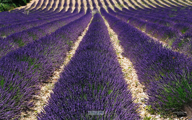 Rows of lavender, Contadour plateau, Haute-Provence.