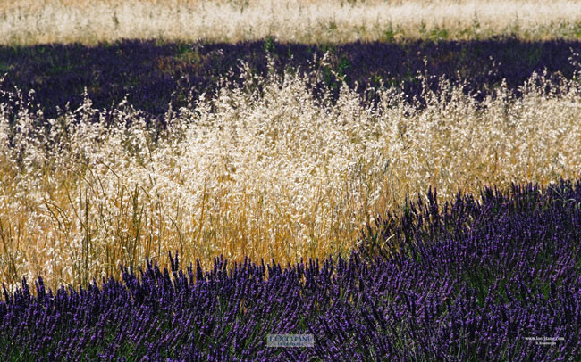 Lavender and wild oats, Contadour plateau, Haute-Provence.