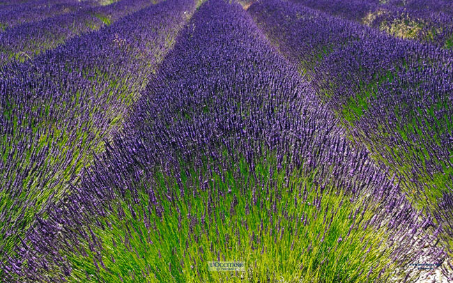 Rows of lavender, Lardier, Haute-Provence.