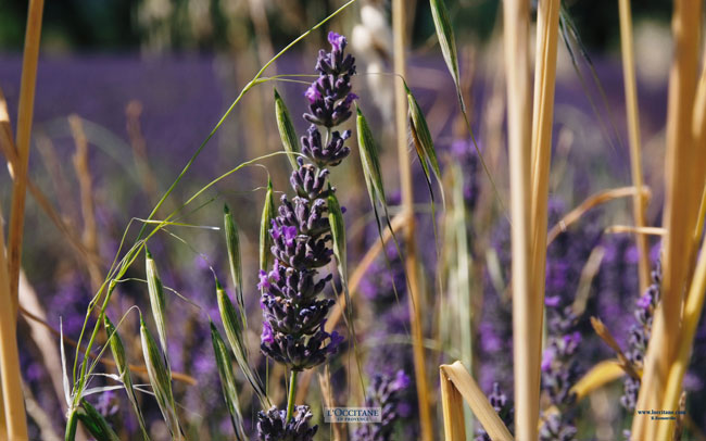 A sprig of lavender, Lardier, Haute-Provence.