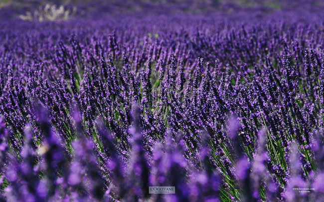 Lavender, Lardier, Haute-Provence.
