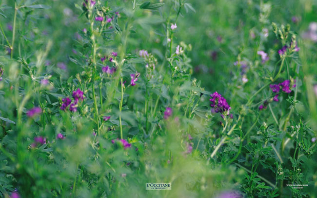 Flax flowers, Le Sambuc, Camargue.