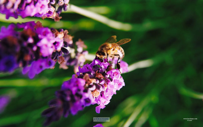 Bee on a lavender flower, Haute-Provence.