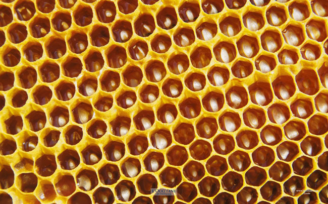 Honeycombs, Valensole, Haute-Provence.