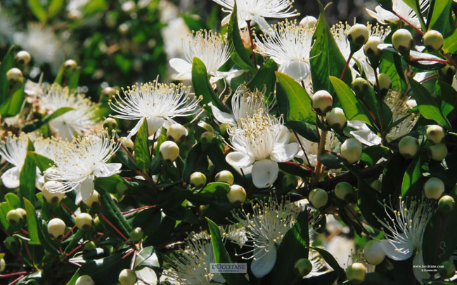 Myrtle flowers, Lumio, Corsica.