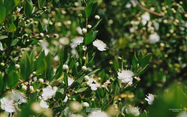 Myrtle flowers, Lumio, Corsica.