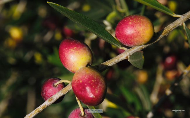 Olives, Volx, Haute-Provence.