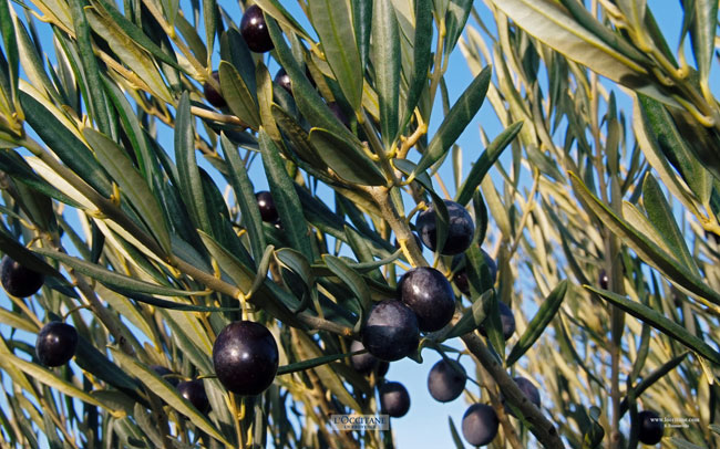 Olives, Volx, Haute-Provence.