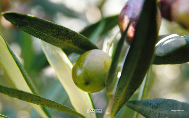 Olives, Volx, Haute-Provence.