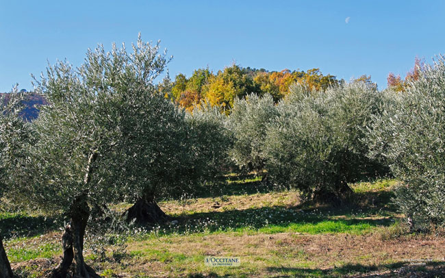Olive trees, Volx, Haute-Provence.