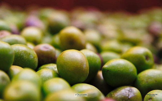 Olives before pressing, Volx, Haute-Provence.