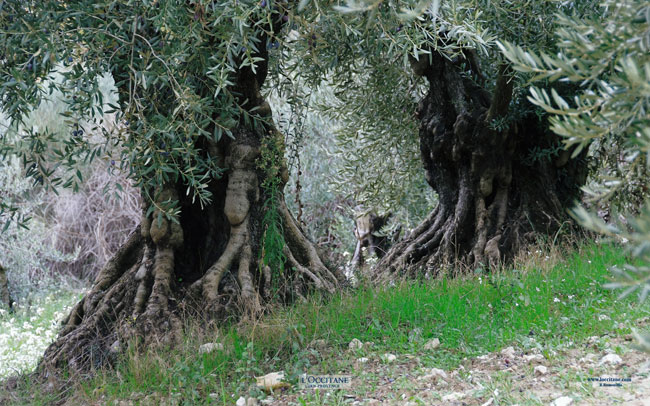 Olive trees, Volx, Haute-Provence.
