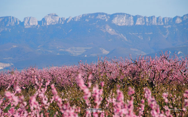 Peach trees in blossom, Drôme.