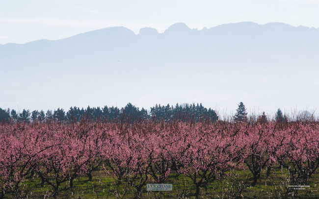 Peach trees in blossom at dawn, Drôme.