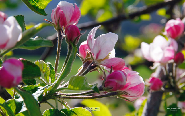 Apple blossoms, Gap, Hautes-Alpes.