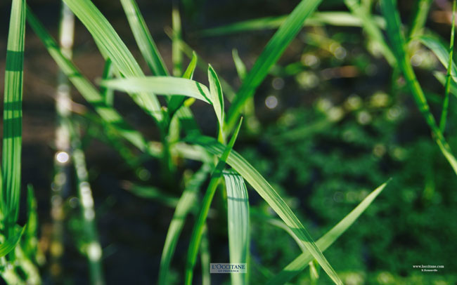 Red rice shoots, Le Sambuc, Camargue.