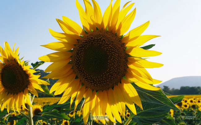 Sunflowers, Mane, Haute-Provence.