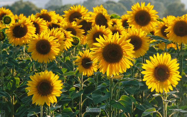Sunflowers, Mane, Haute-Provence.