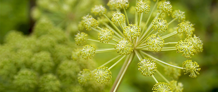 lang&eacute;lique est une plante ancestrale de la famille des
