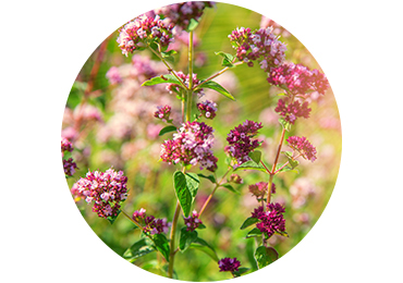 สารสกัดจากดอก Marjoram