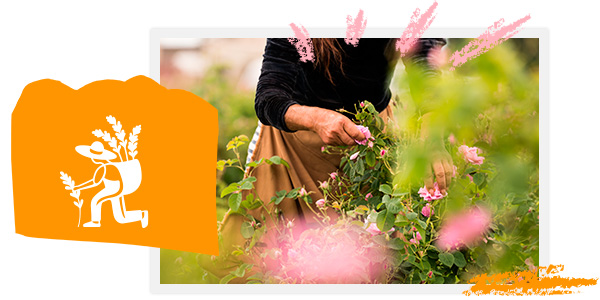 Supporter les producteurs locaux - L'OCCITANE en Provence