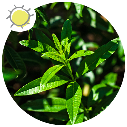 La verveine