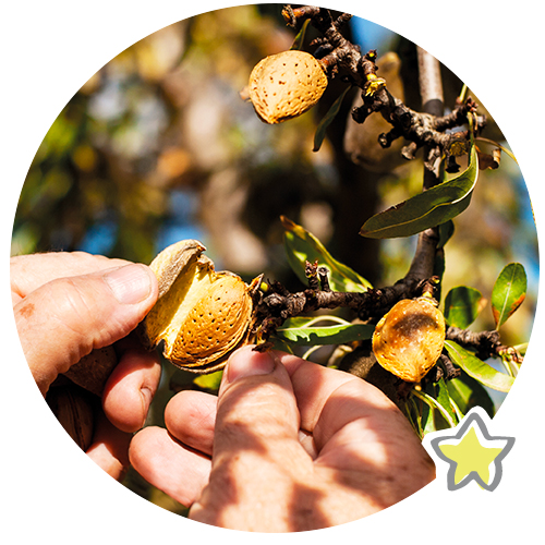 Nos producteurs d'amande