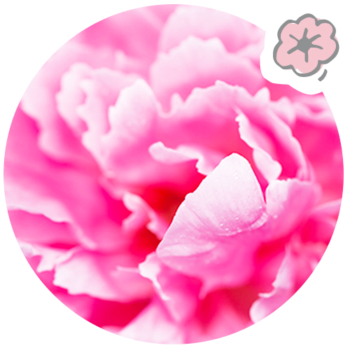 La pivoine