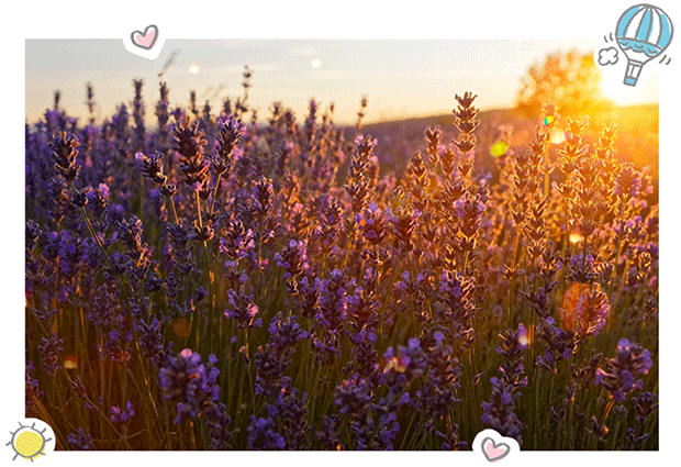 40 ans d'amour pour la Provence