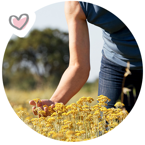 Nos producteurs d'immortelle