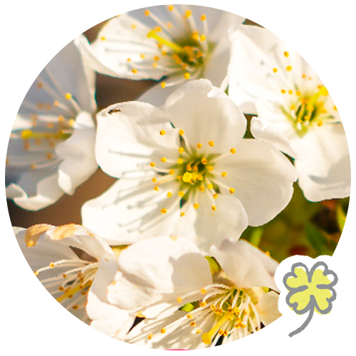 Les fleurs de cerisier