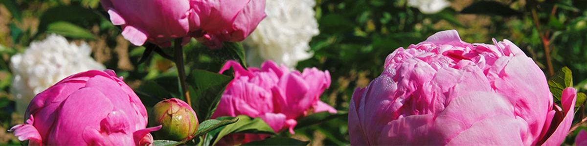 ピオニー 芍薬 神様に愛された花の魅力 ロクシタン公式通販