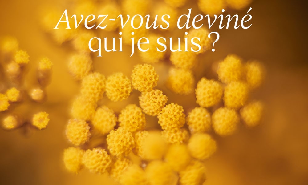 Immortelle